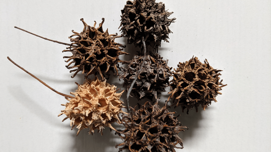 Witches Burr Spells and FAQ