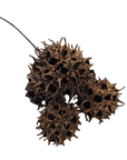 Sweet gum pods