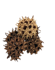 Witches burr tree