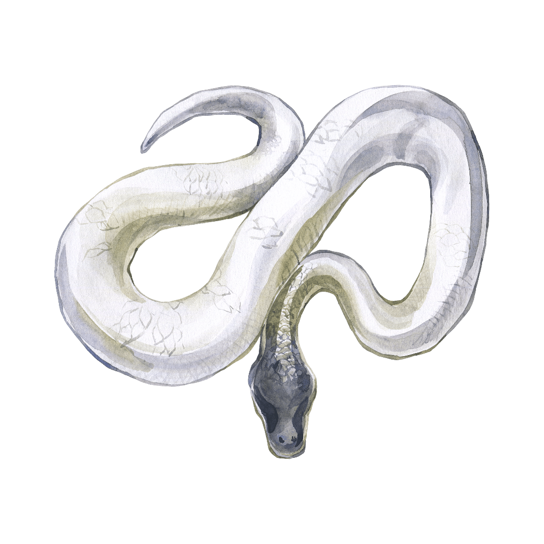 White Snake Dream Symbolism