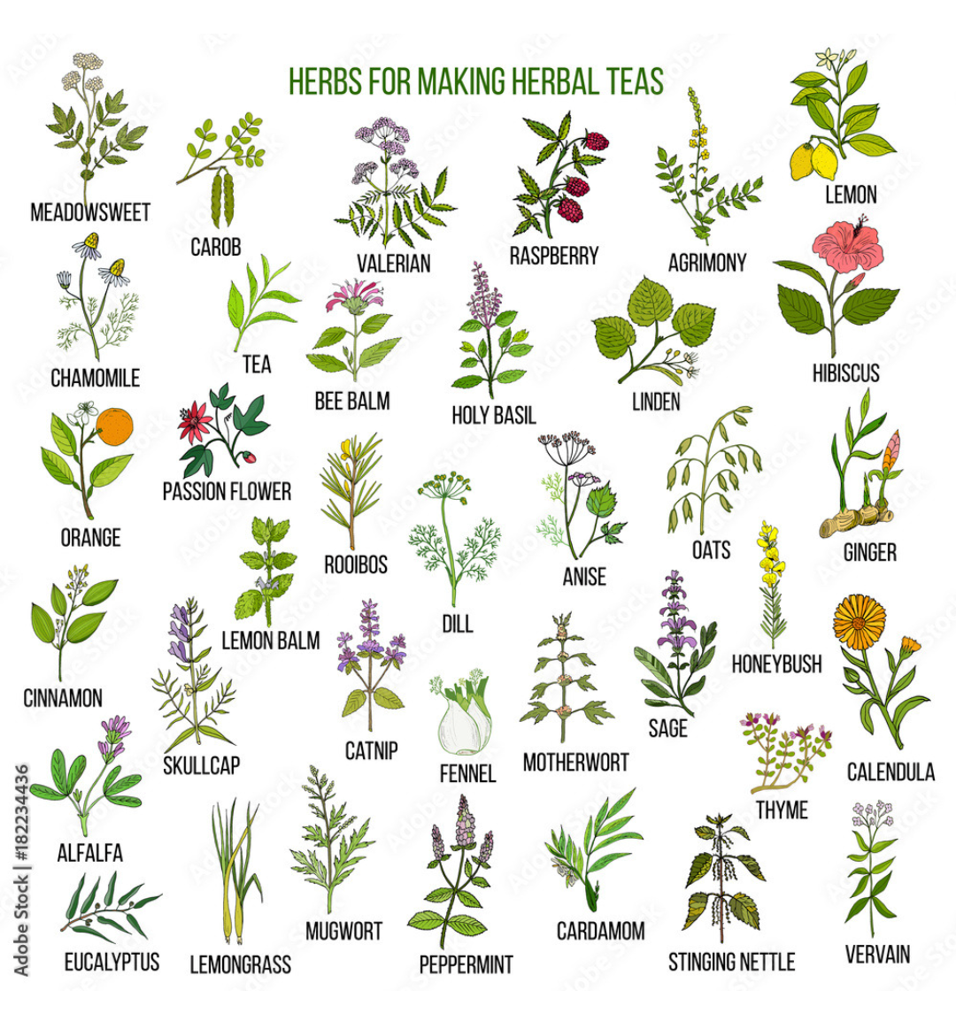 Magical Plants List